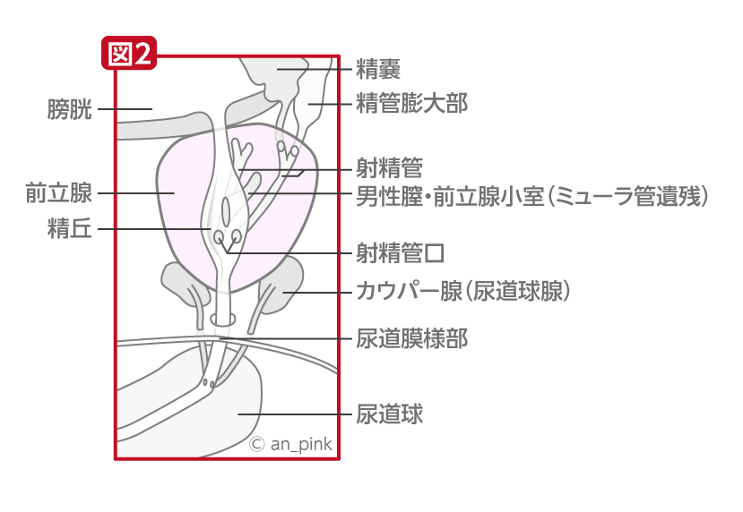 ドライオーガズムの考察詳細2