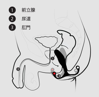 MGX動き挿入断面図