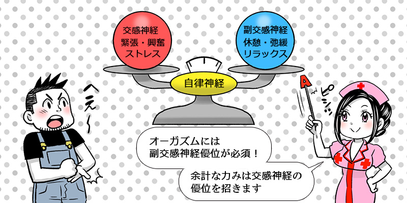 交感神経と副交感神経