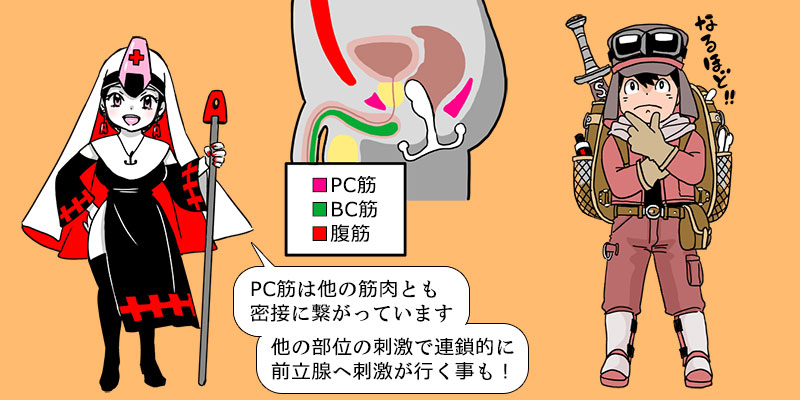 PC筋と他の筋肉の機能解剖