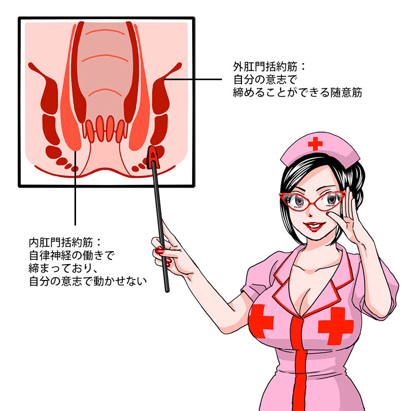 どちらもほぐしが必要！内肛門括約筋と外肛門括約筋