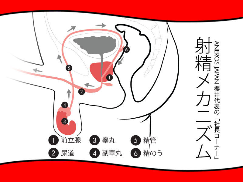 射精のメカニズムと前立腺の役割