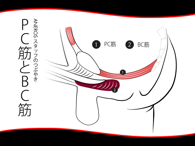 PC筋とBC筋の位置関係