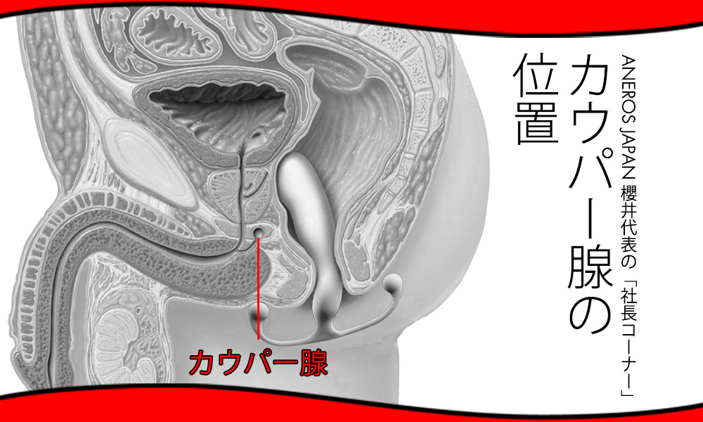 カウパー線の場所