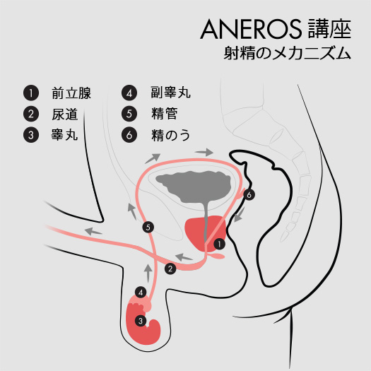 射精のメカニズム