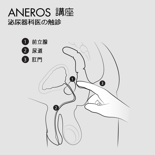 アネロス講座：前立腺マッサージとは